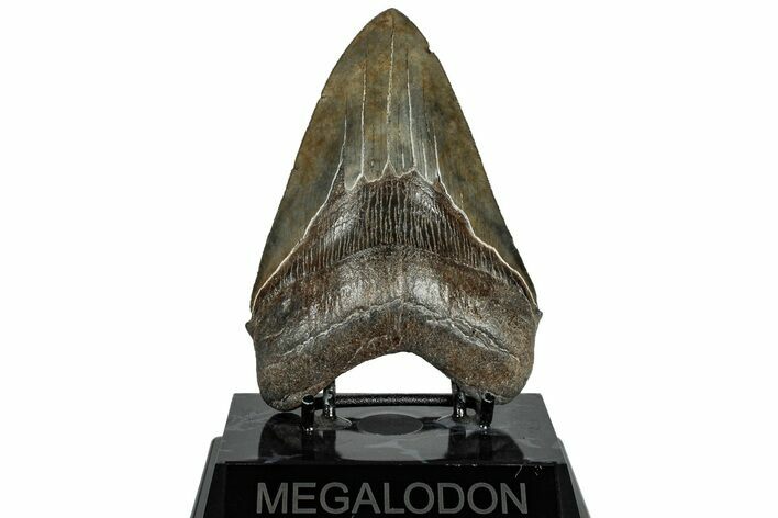 Serrated, Fossil Megalodon Tooth - South Carolina #310015